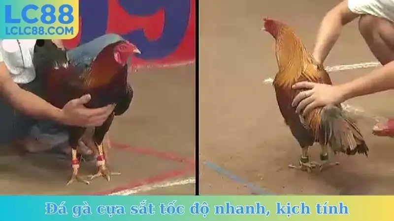 Đá gà cựa sắt tốc độ nhanh, kịch tính